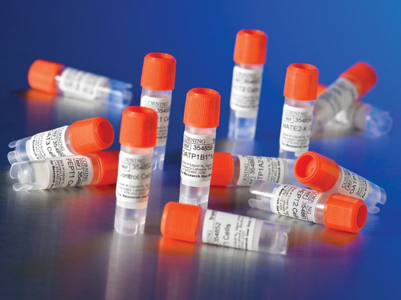 Corning Human Umbilical Vein Endothelial Cells, HUVEC2 Cells (>5x105